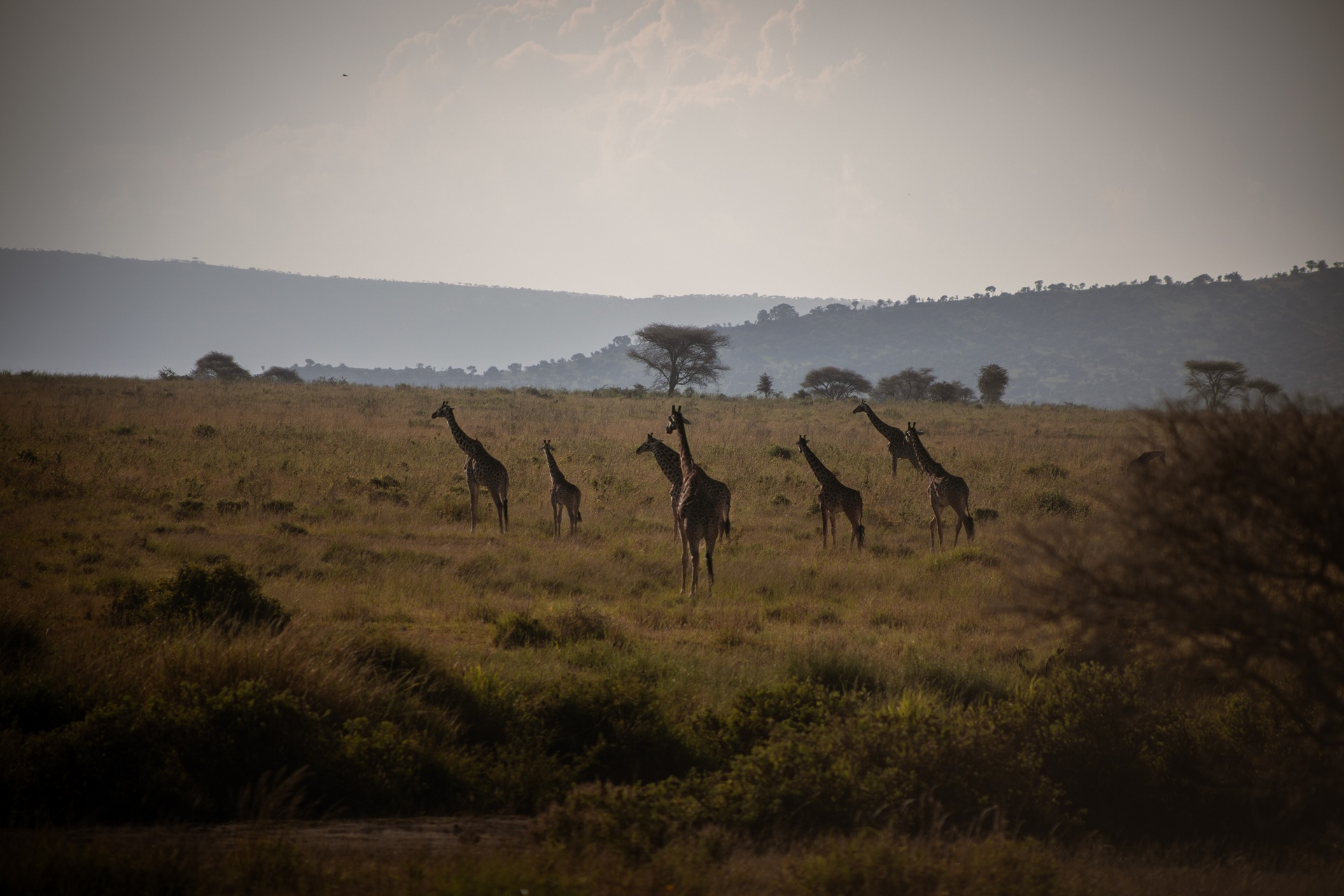 Giraffen in der Serengeti in Tansania